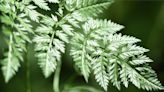 Officials Warn Of 'Poison' Plant Spotted In Washington | KUBE 93.3