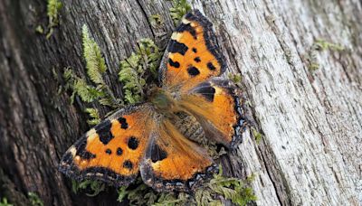 'Extinct' butterfly now breeding in Kent