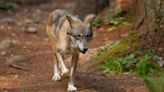 Upcoming vote could give gray wolves less protection