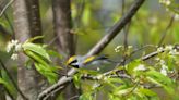 Where are golden-winged warblers? Max Patch a possible haven for imperiled bird species