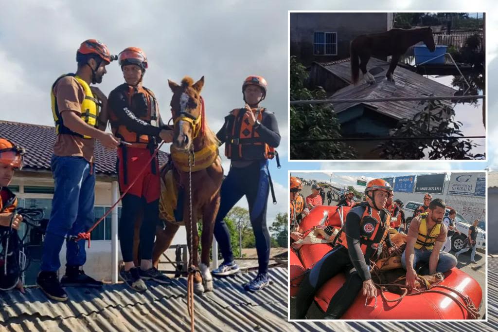 Horse saved after being stranded on roof for 5 days becomes symbol of hope for flooded Brazil