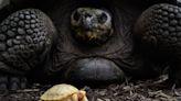 Rare, never-before-seen baby albino Galapagos giant tortoise debuts at Switzerland zoo
