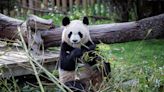 Los pandas Jin Xi y Zhu Yu viajan ya desde China a España