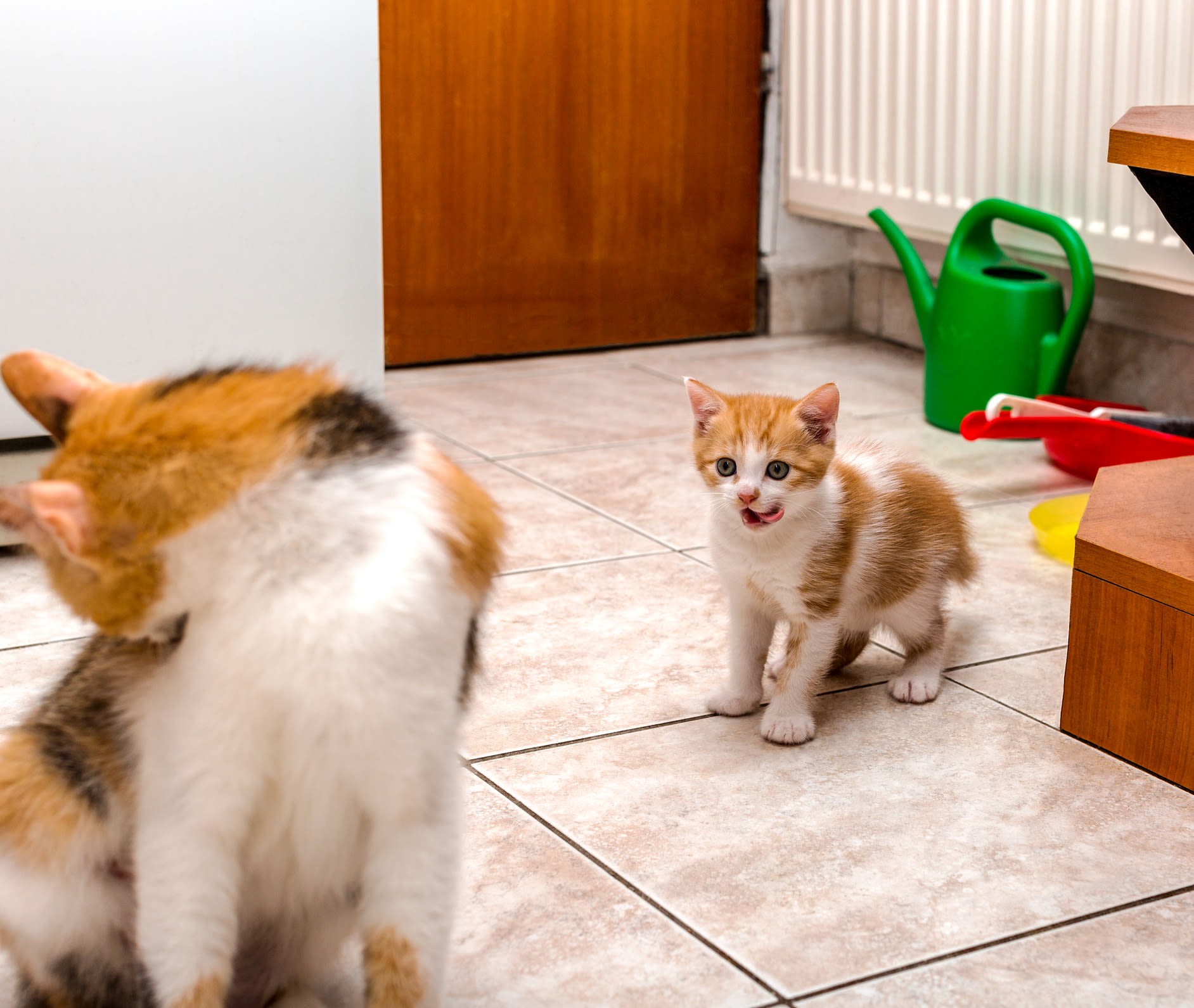 Woman leaves kittens without food for 5 minutes, unprepared for what's next