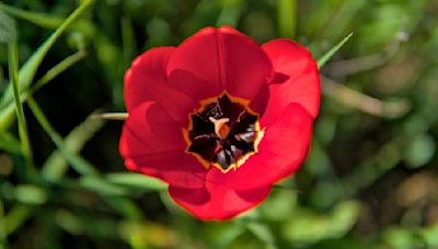 El sexo fluido de las flores