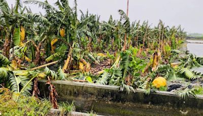 凱米颱風釀農業災情 農損估16億這水果受損最多