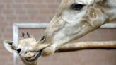 Extremely Rare Giraffe Born Without Spots in Tennessee Zoo