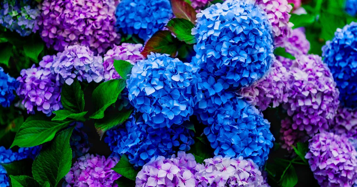 Hydrangeas flower bigger and better than ever year after year with 1 vital item