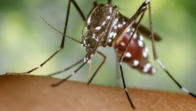 La Consellería de Sanidade afirma no tener constancia de la aparición de colonias de mosquito tigre en Moaña, pero prevé su llegada