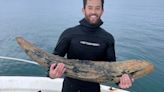 Giant Prehistoric Mastodon Tusk Found By Amateur Fossil Hunter In Florida