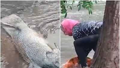 Mueren peces del parque Tangamanga de SLP, arrastrados por corrientes de las fuertes lluvias
