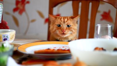 Cat Stealing Your Food? A Veterinarian Explains Why This Behavior Occurs and How To Fix It