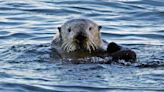 Crabs turned this marshland into ‘Swiss cheese’ - until sea otters arrived to keep them in check