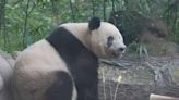 China shifts panda conservation focus to wild release as numbers rise