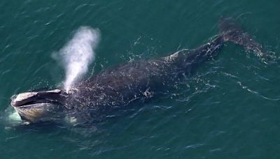 'Exceptionally rare' whale sighted off Donegal coast