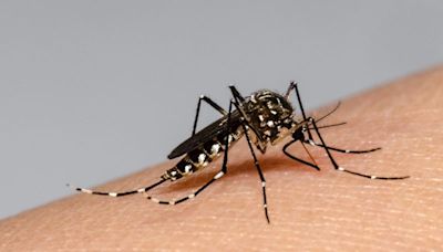 Siguen bajando los casos de dengue en Entre Ríos | apfdigital.com.ar