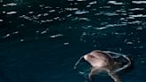 Clearwater aquarium’s oldest dolphin dies