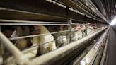 Farmers must kill 4.2 million chickens after bird flu hits Iowa egg farm | Jefferson City News-Tribune