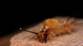 Caterpillars can detect their predators by the sta | Newswise