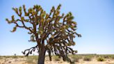 Solar Project Planned for Mojave Desert Will Destroy Thousands of Joshua Trees and Endangered Tortoise Habitat - EcoWatch