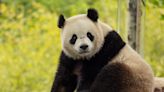 Giant Pandas Are Coming Back to Washington, D.C.