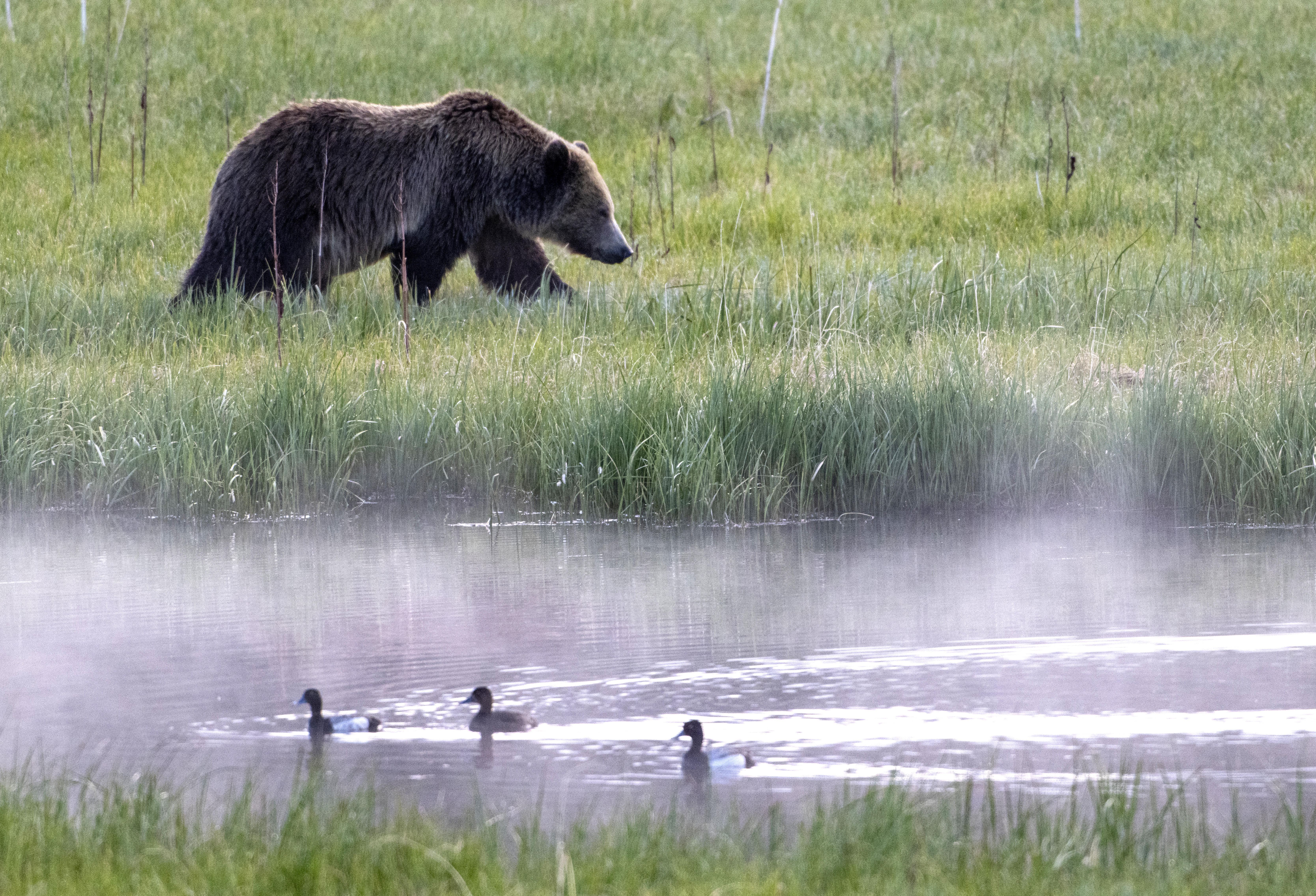 Man picking berries in Montana kills grizzly bear in self-defense