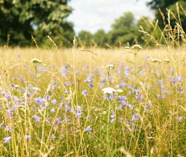 London’s Once-Tidy Green Spaces Are Going Wild, On Purpose