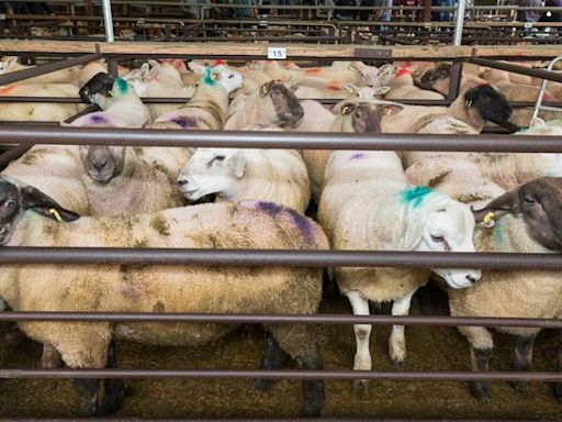 Another 30-50c/kg slashed off lamb quotes – but numbers suggest trade has bottomed out
