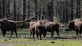 Study: Bison herd removes more carbon than world's largest CO2 capture plant