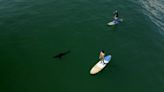 California researchers study how sharks impact local economies