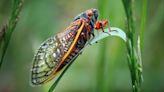 Periodical cicadas will emerge this spring. Here's what to know.