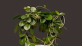 The Rare Hoya Australis Is the Perfect Addition to Your Houseplant Collection