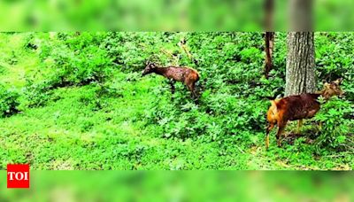 Six sambar deer released into reserve forest | Coimbatore News - Times of India