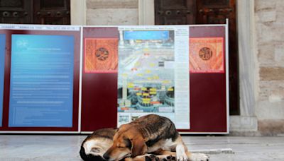 Turquía estudia sacrificar a 4 millones de perros callejeros si no se les encuentra dueño