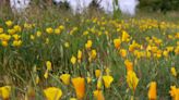 How to prevent allergy symptoms as grass pollen nears historic levels in Willamette Valley