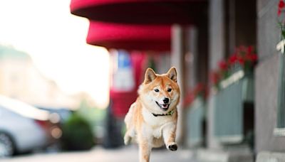 Shiba Inu Is Outperforming Bitcoin in 2024, and It's Not Even Close. But Does That Make It a Buy?