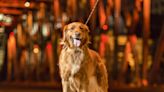 Golden Retriever Can't Get Enough of Big Slide at Amusement Park