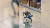 Robot dog inside Fashion Fair mall is not with Fresno Police