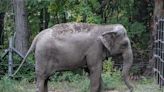 Happy the elephant is not a person, court rules