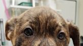 Looking for a home: Einstein the brindle puppy, Tucker the snuggly orange tabby