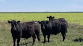 Supervisa 40.000 vacas: un veterinario logró producir mucha carne con el pasto como protagonista y explica el mayor secreto