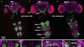 Researchers identify 'degrees of Kevin Bacon' gene in well-connected fruit flies