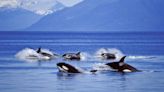 Alaska Trawlers Caught 10 Killer Whales This Year, and Nine of Them Died