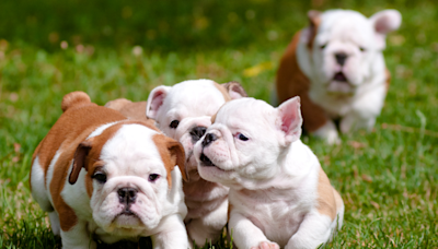 English Bulldog Puppies’ Morning Playtime Is a True Timeline Cleanse