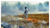 Stubble Burning in Punjab: NGT Seeks Answers About Paddy Straw Management on Farms - News18