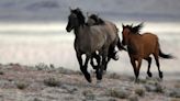 Scientists have traced the origin of the modern horse to a lineage that emerged 4,200 years ago