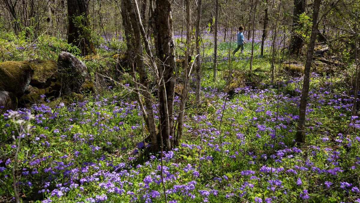 Photo story: Spring in Tennessee's Great Smoky Mountains