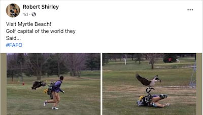 Watch out for geese when you golf! Was a Myrtle Beach golfer attacked by a goose?