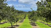 Hawaii macadamia-nut processors may soon have to disclose if nuts aren’t local