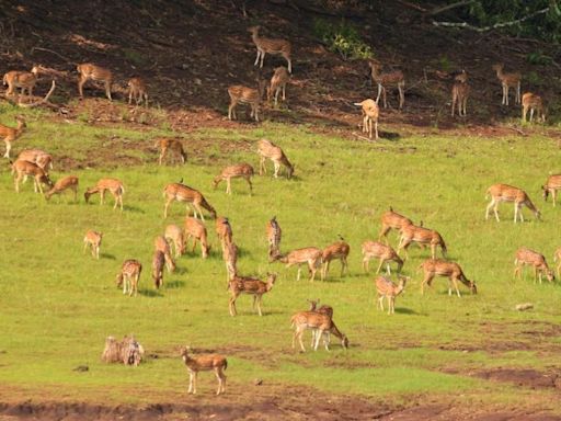 Forest Department officials bust deer hunting racket in Kanakapura